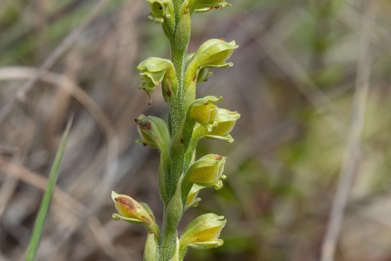 Stenoptera peruviana, photographed by Thibaud Aronson