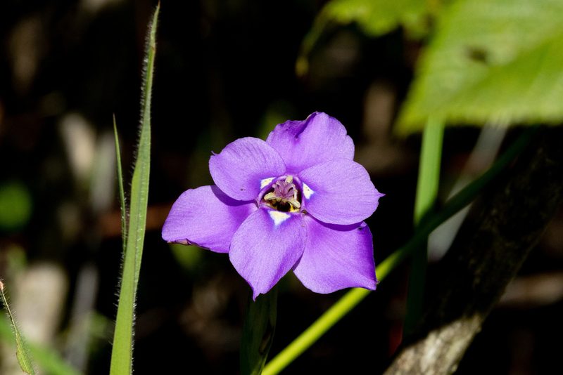Ennealophus foliosus, photographed by Thibaud Aronson
