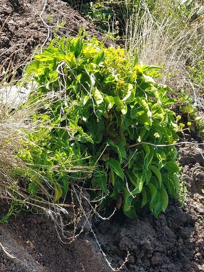 Musschia aurea, photographed by Vítor Jorge
