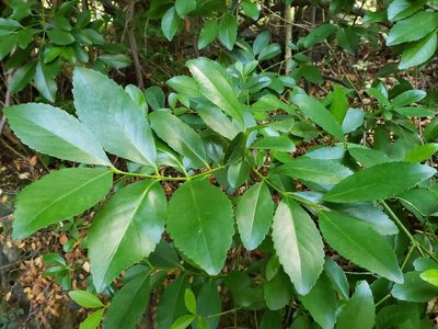 Laurelia sempervirens, photographed by Cesar Ormazabal