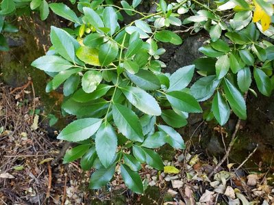 Laurelia sempervirens, photographed by Cesar Ormazabal