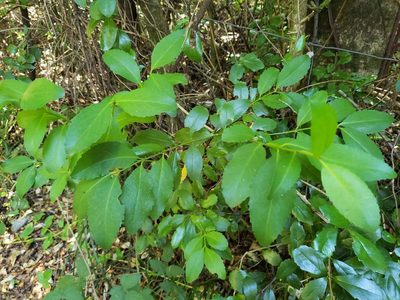Laurelia sempervirens, photographed by Cesar Ormazabal