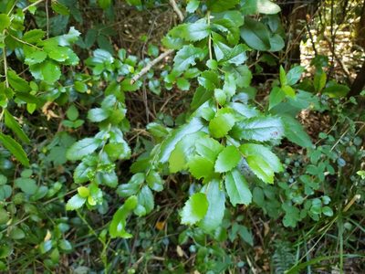 Lomatia dentata, photographed by Cesar Ormazabal