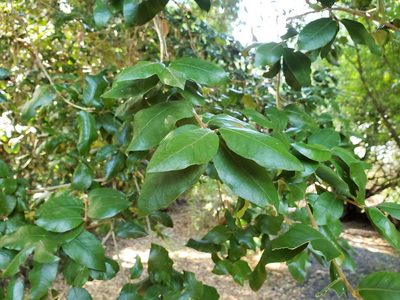 Myrceugenia exsucca, photographed by Cesar Ormazabal