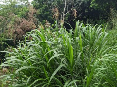 Miscanthus floridulus