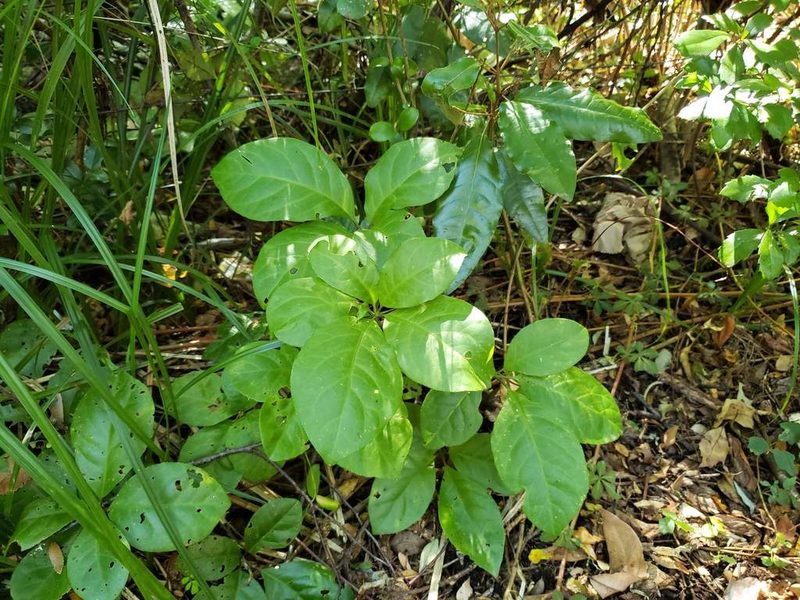 Raukaua valdiviensis, photographed by Cesar Ormazabal