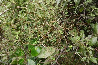 Sophora microphylla, photographed by Jon Sullivan