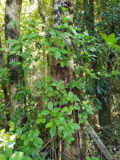 Raukaua valdiviensis, photographed by Cesar Ormazabal