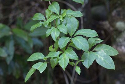 Raukaua valdiviensis, photographed by Cesar Ormazabal