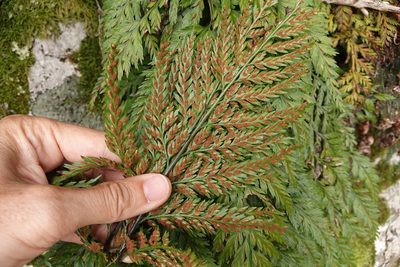 Asplenium gracillimum, photographed by Jon Sullivan