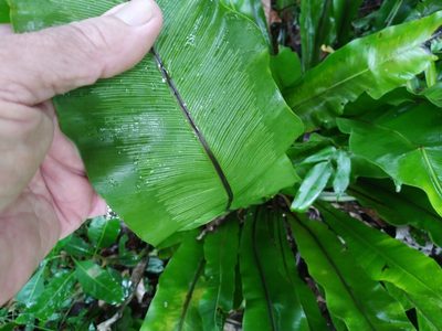 Asplenium nidus, photographed by Steve Fitzgerald