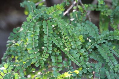 Sophora cassioides, photographed by Cesar Ormazabal