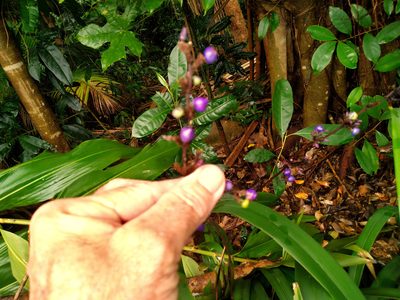 Dianella atraxis, photographed by Steve Fitzgerald