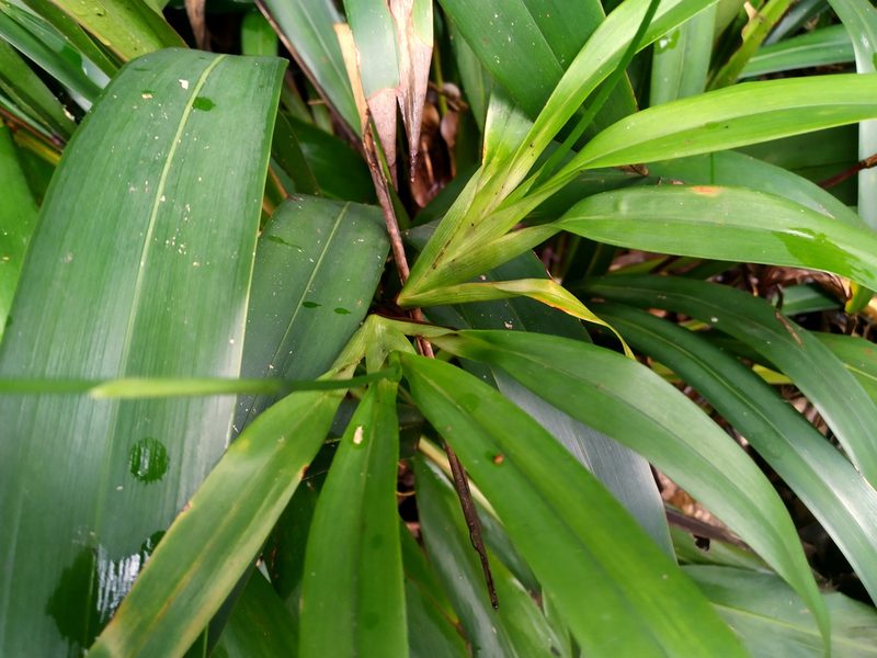 Dianella atraxis, photographed by Steve Fitzgerald