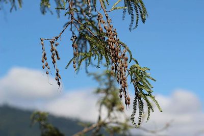 Sophora cassioides, photographed by Cesar Ormazabal