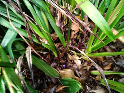 Dianella atraxis, photographed by Steve Fitzgerald