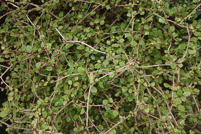 Pennantia corymbosa, photographed by Jon Sullivan