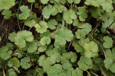Hydrocotyle moschata, photographed by Jon Sullivan