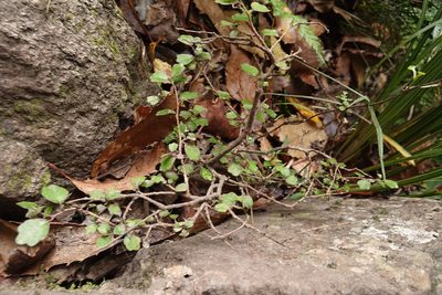 Pennantia corymbosa, photographed by Jon Sullivan