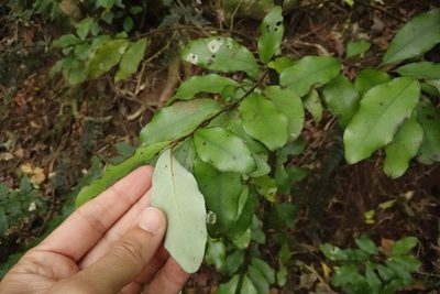 Pseudowintera colorata, photographed by Jon Sullivan