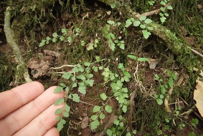 Asplenium hookerianum, photographed by Jon Sullivan