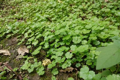 Hydrocotyle heteromeria, photographed by Jon Sullivan