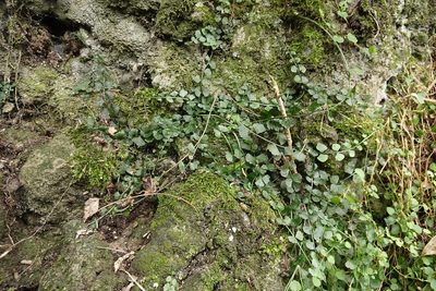 Asplenium flabellifolium, photographed by Jon Sullivan