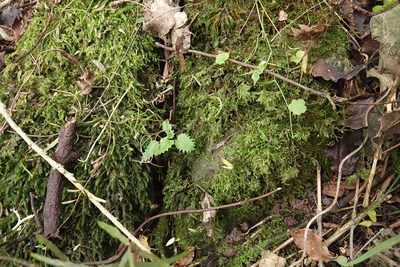 Urtica ferox, photographed by Jon Sullivan