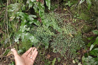 Asplenium hookerianum, photographed by Jon Sullivan