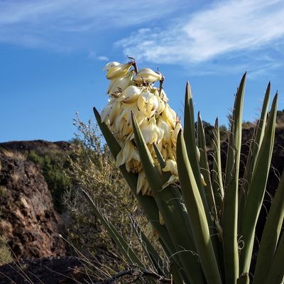 Yucca baccata, photographed by Andrew Tree