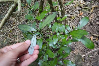 Pseudowintera colorata, photographed by Jon Sullivan