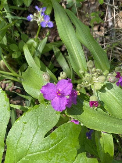 Tradescantia ernestiana, photographed by Miranda Kohout