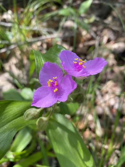 Tradescantia ernestiana, photographed by Miranda Kohout