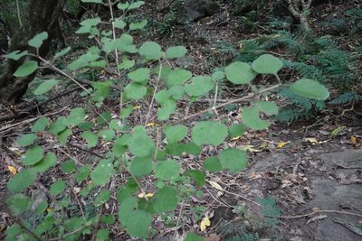 Coprosma rotundifolia, photographed by Jon Sullivan