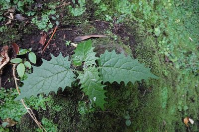 Urtica ferox, photographed by Jon Sullivan