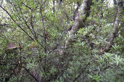 Leucopogon fasciculatus, photographed by Jon Sullivan