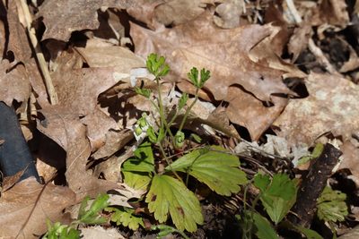 Waldsteinia fragarioides, photographed by Henry "Nick" Robertson