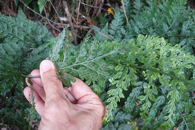 Asplenium gracillimum, photographed by Jon Sullivan