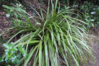 Astelia fragrans, photographed by Jon Sullivan