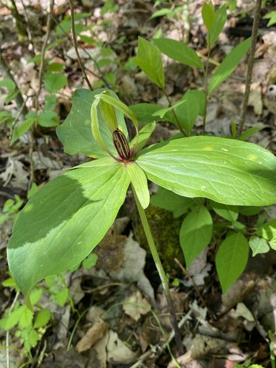 Trillium viridescens, photographed by Miranda Kohout