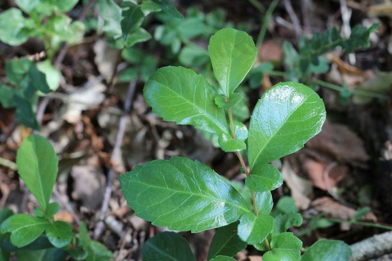 Azara alpina, photographed by Cesar Ormazabal