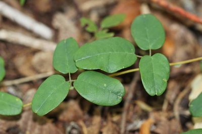 Boquila trifoliolata, photographed by Cesar Ormazabal