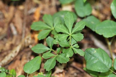 Clematicissus striata, photographed by Cesar Ormazabal