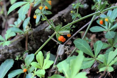 Galium hypocarpium, photographed by Cesar Ormazabal