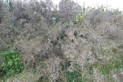 Discaria toumatou, photographed by Jon Sullivan