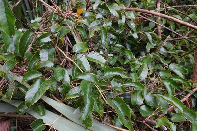 Rubus cissoides, photographed by Jon Sullivan