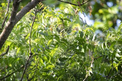 Azadirachta indica, photographed by Kristof Zyskowski