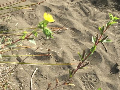 Oenothera stricta, photographed by Stephen Thorpe