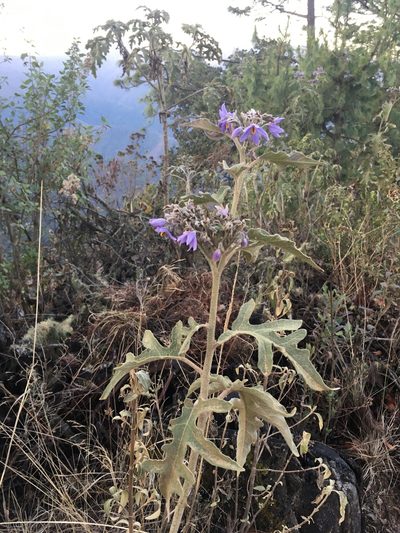 Solanum lanceolatum, photographed by harrier