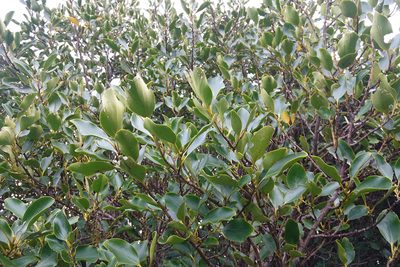 Griselinia littoralis, photographed by Jon Sullivan